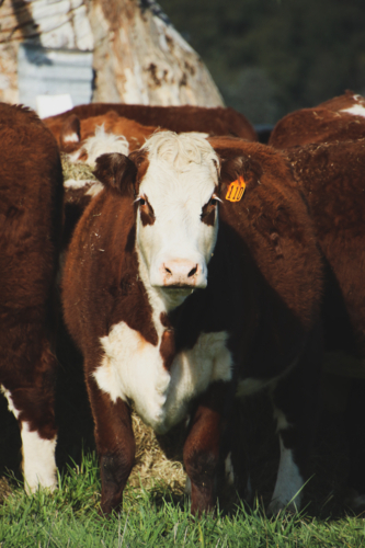 Close up of a cow with ear tag in a herd standing in grass field - Australian Stock Image
