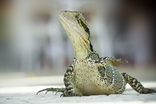 Close up of a Eastern Water Dragon sitting on paving - Australian Stock Image