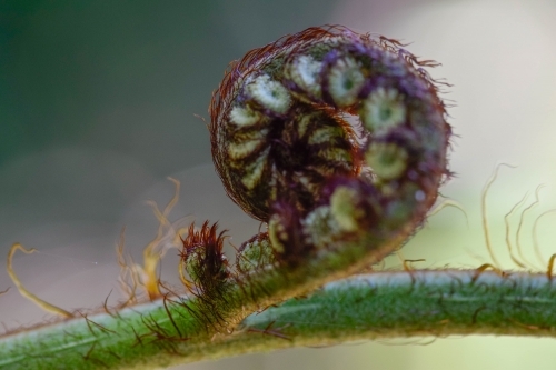 Close up of a fern curl on a green branch