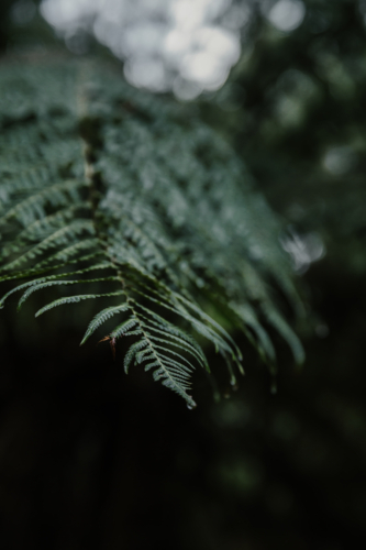 Close-up of a fern frond in a shaded forest - Australian Stock Image