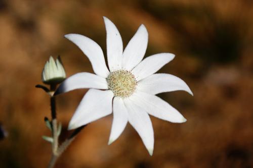 Close up of a Flannel Flower - Australian Stock Image