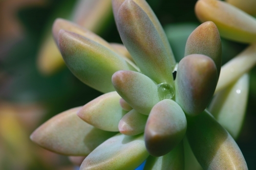 Close up of a green and pink succulent with a water droplet