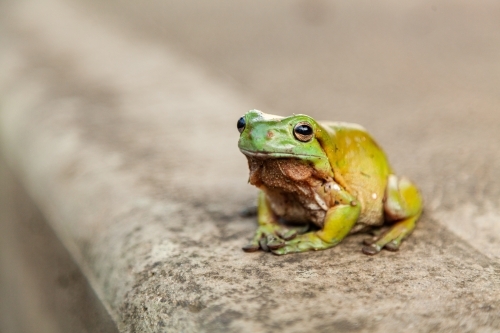 Close up of a green frog sitting on concrete slab - Australian Stock Image