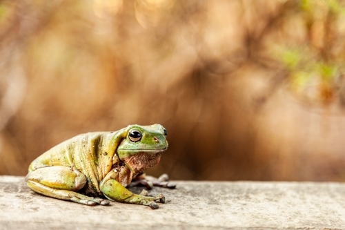 Close up of a green frog sitting on concrete slab - Australian Stock Image