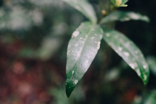 Close up of a green leaf - Australian Stock Image