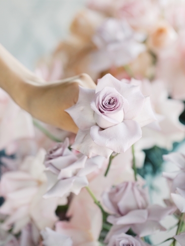 Close up of a hand holding a rose - Australian Stock Image