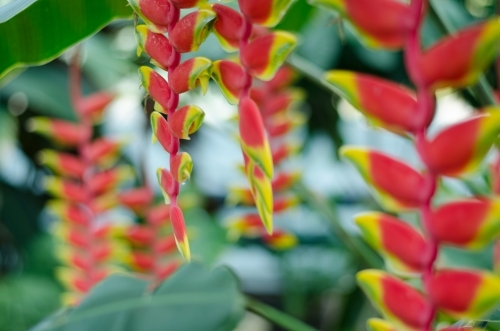 Close up of a Heliconia flower.