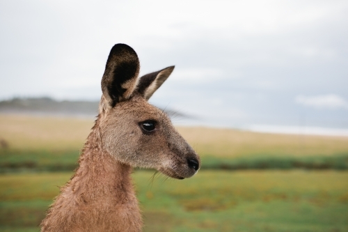 Close up of a kangaroo - Australian Stock Image