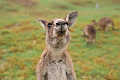 Close up of a kangaroo - Australian Stock Image