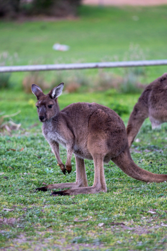 Close up of a kangaroo grazing the grassy field - Australian Stock Image