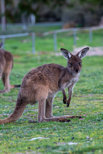 Close up of a kangaroo grazing the grassy field - Australian Stock Image
