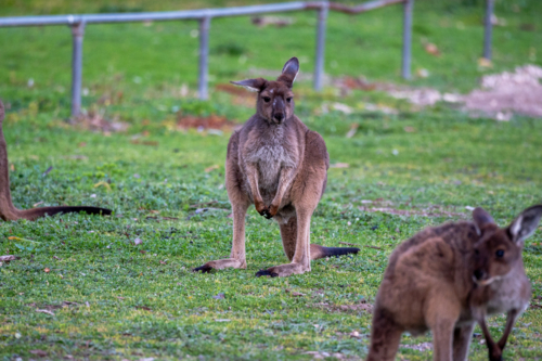 Close up of a kangaroo grazing the grassy field - Australian Stock Image