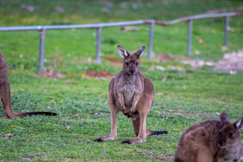Close up of a kangaroo grazing the grassy field - Australian Stock Image