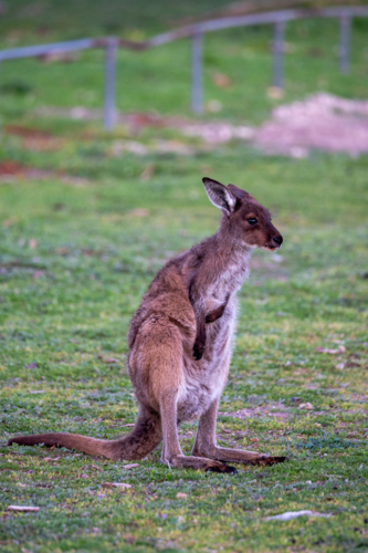 Close up of a kangaroo grazing the grassy field - Australian Stock Image