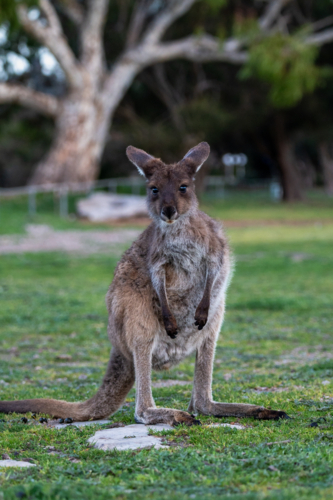 Close up of a kangaroo grazing the grassy field - Australian Stock Image