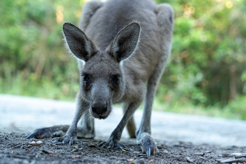 Close-up of a kangaroo's face looking directly at the camera. - Australian Stock Image