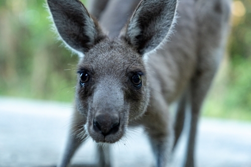 Close-up of a kangaroo's face looking directly at the camera. - Australian Stock Image