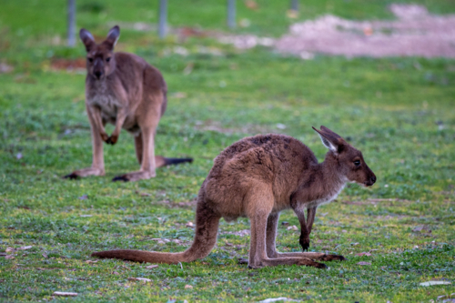 Close up of a kangaroos grazing the grassy field - Australian Stock Image