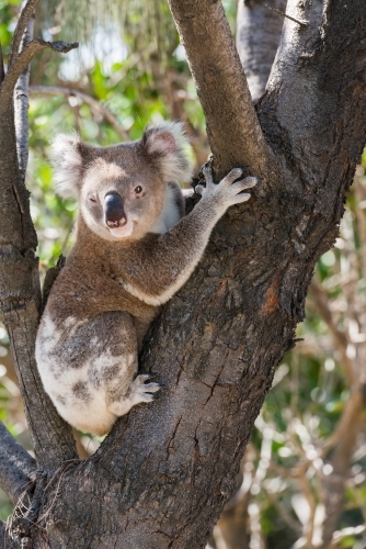 Close up of a koala sitting in the fork of a tree. - Australian Stock Image