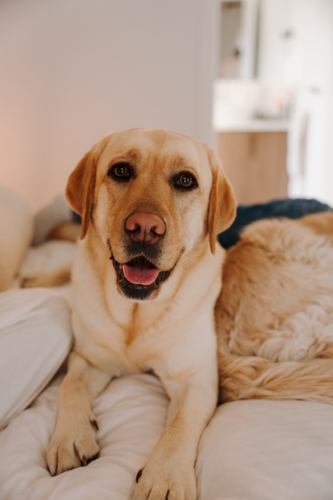 Close up of a labrador comfortably lying on a bed - Australian Stock Image
