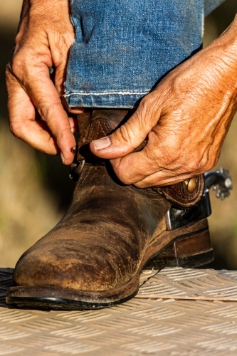 Close-up of a lady's hands fastening her spurs onto her boots.