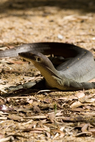 Close up of a large Water Monitor on the ground - Australian Stock Image