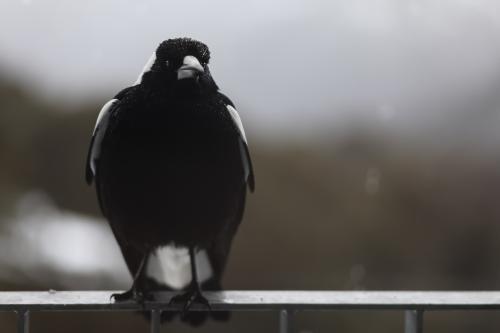 Close up of a Magpie on a fence with copy space