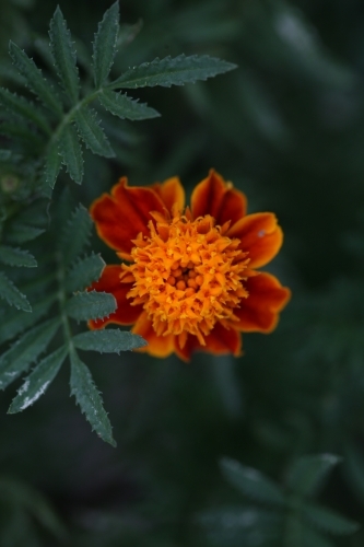 Close up of a marigold flower - Australian Stock Image