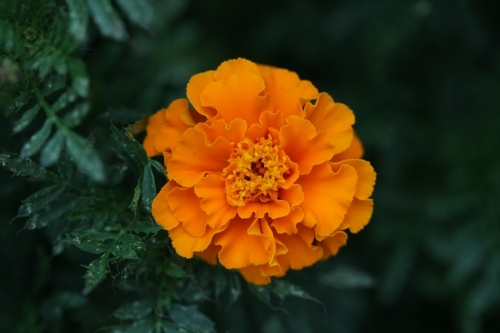 Close up of a marigold flower - Australian Stock Image