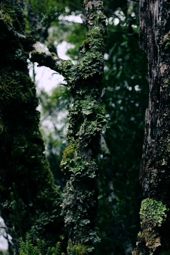 Close up of a moss covered tree