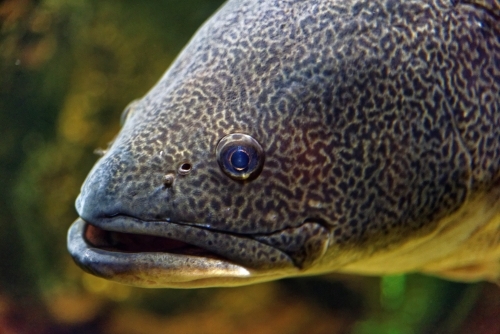 Close up of a Murray Cod, large fresh water fish, critically endangered - Australian Stock Image