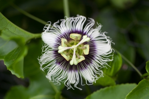 Close up of a passionfruit flower - Australian Stock Image