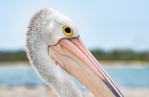Close up of a pelican eye on a blue sky day - Australian Stock Image