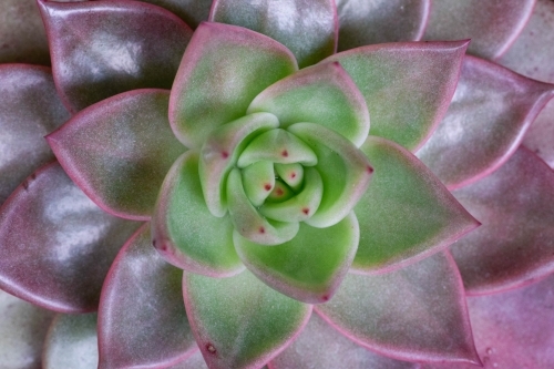 Close up of a pink and green succulent
