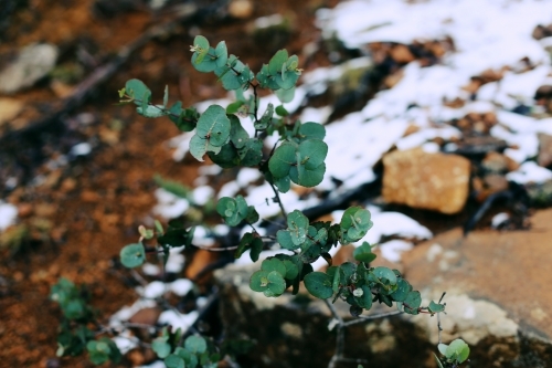 Close up of a plant in front of blurred background of rocks and snow
