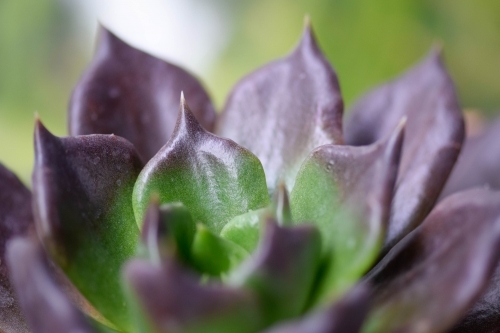 Close up of a purple and green succulent with a green background