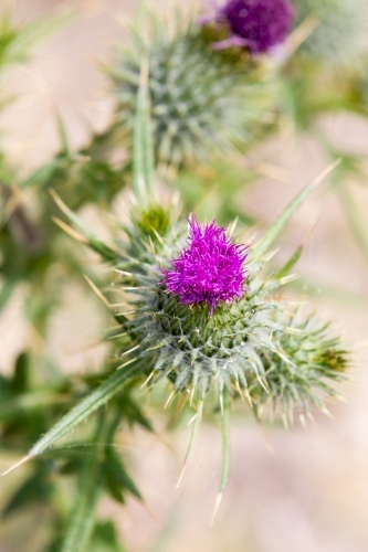 Close up of a Purple scotch thistle or Wooly Thistle.  Cirsium eriophorum