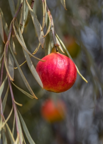 Close-up of a Quandong - native peach (Santalum acuminatum) - bush tucker - Australian Stock Image