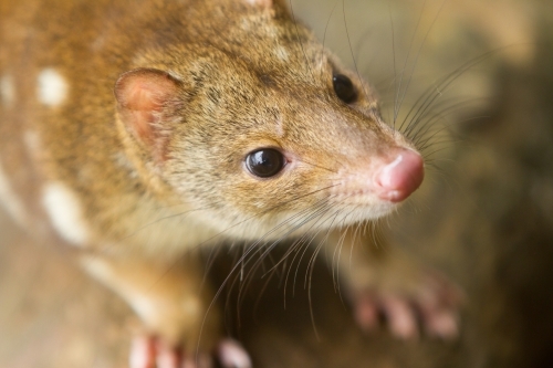 Close up of a Quoll - Australian Stock Image