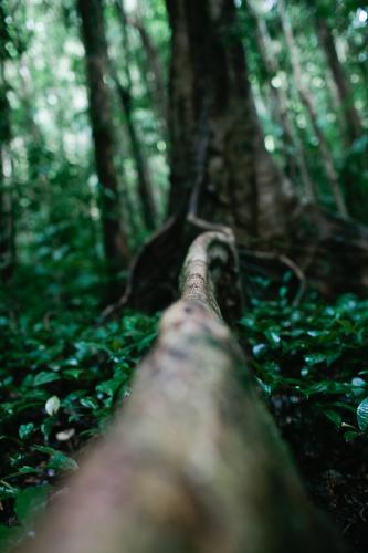 Close up of a Rainforest tree root - Australian Stock Image