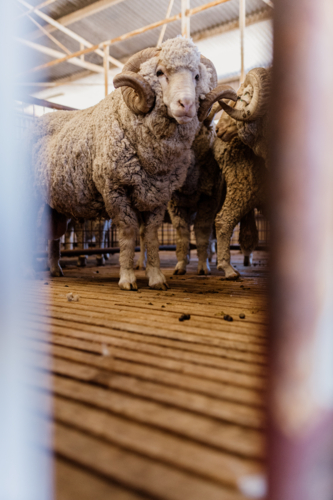 Close-up of a ram inside the shearing shed - Australian Stock Image