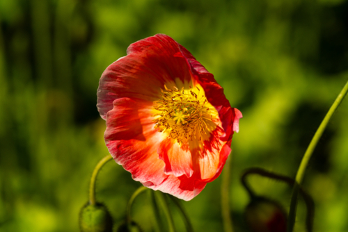 Close up of a red poppy with blurred green background - Australian Stock Image