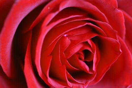 Close-up of a red rose - Australian Stock Image