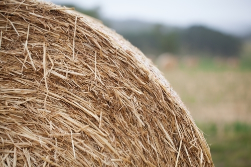 Close up of a round bale of hay in a paddock - Australian Stock Image