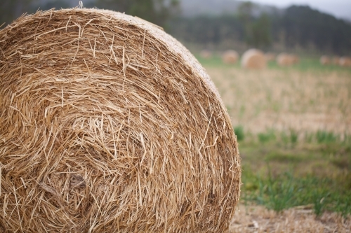 Close up of a round bale of hay in a paddock - Australian Stock Image