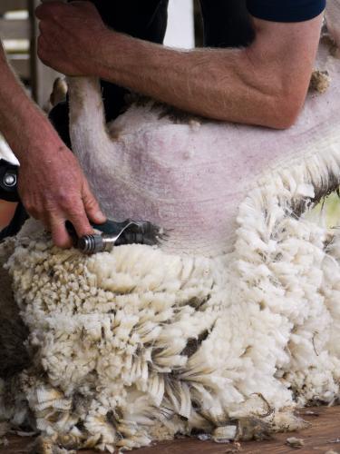 Close up of a sheep being shorn - Australian Stock Image