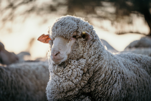 Close-up of a sheep covered in wool with a bokeh background - Australian Stock Image