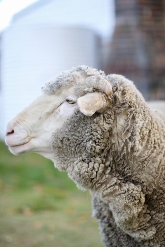 Close up of a sheep in front of an old farm house