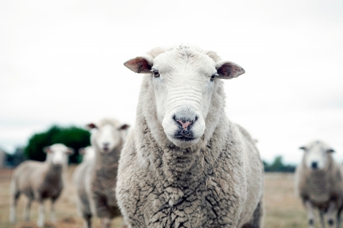 Close up of a sheep on a farm field - Australian Stock Image