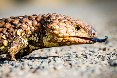 Close-up of a shingleback lizard with its tongue extended on a gravel surface - Australian Stock Image